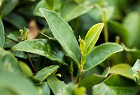 ENI|福鼎探索建立以数据应用为关键的茶产业高质量发展体系 