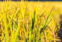 ENI|华中农大建成全球首个水稻基因索引数据库，向全球开放