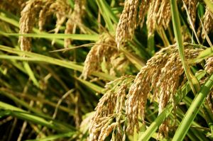 ENI|国家水稻全产业链大数据平台上线启用 推动水稻产业数字化建设