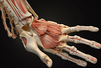 ENI|3D打印的机器人手 有骨骼、韧带和肌腱